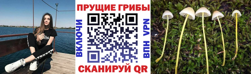 мега вход  Северская  Псилоцибиновые грибы мухоморы 